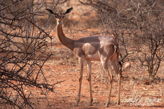 Print - African Grant's Gazelle