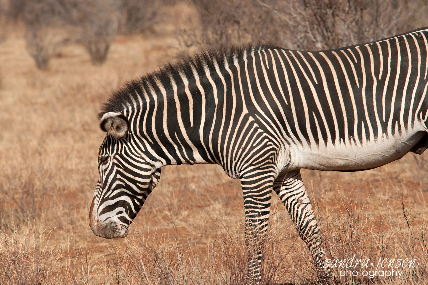 Print - African Zebra