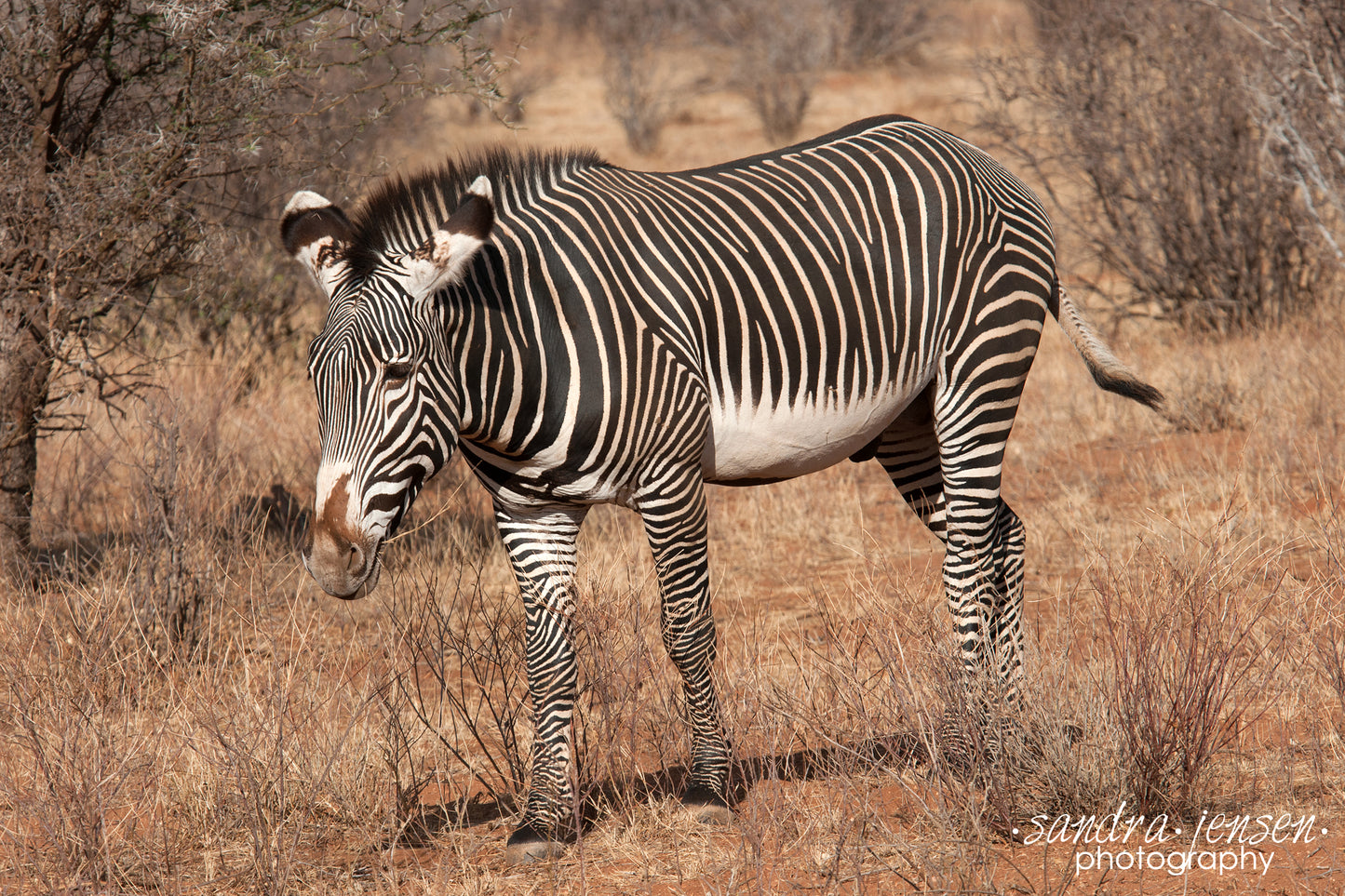 Print - African Zebra 2
