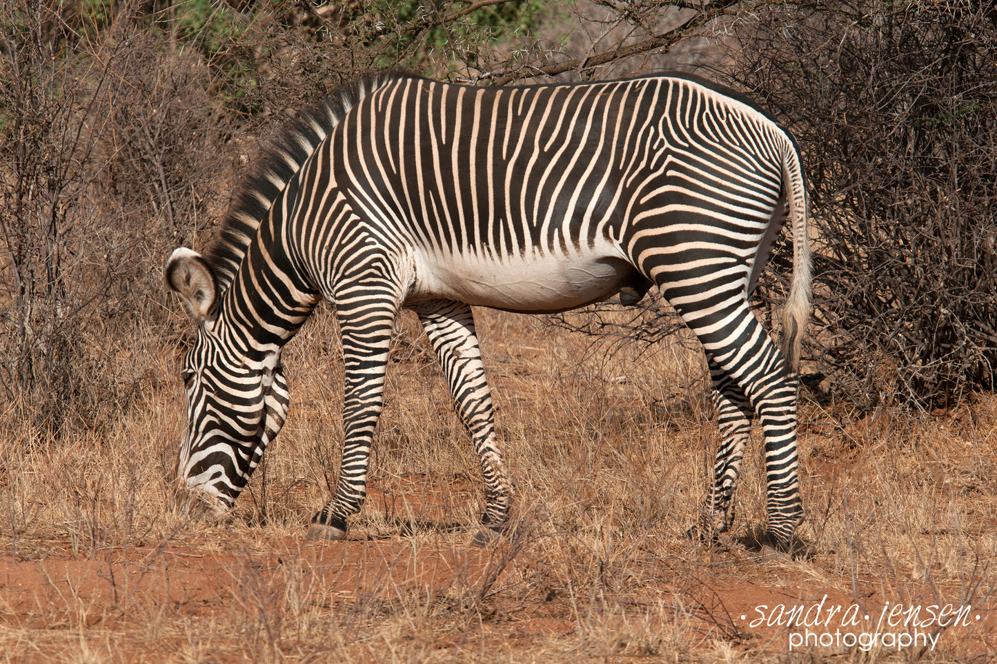 Print - African Zebra 3