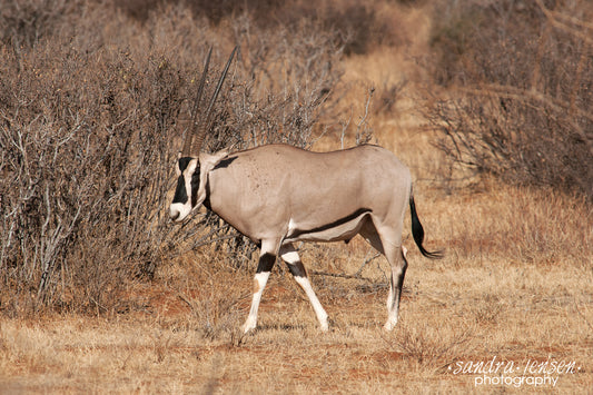 Print - African Beisa Oryx