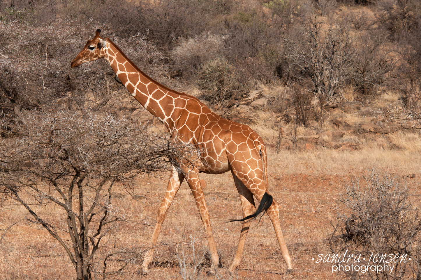 Print - African Giraffe