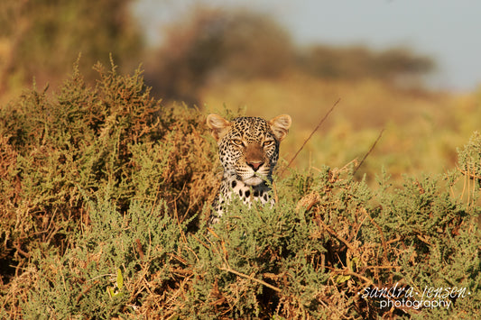 Print - African Leopard