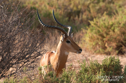 Print - African Grants Gazelle 2
