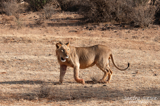 Print - African Lion