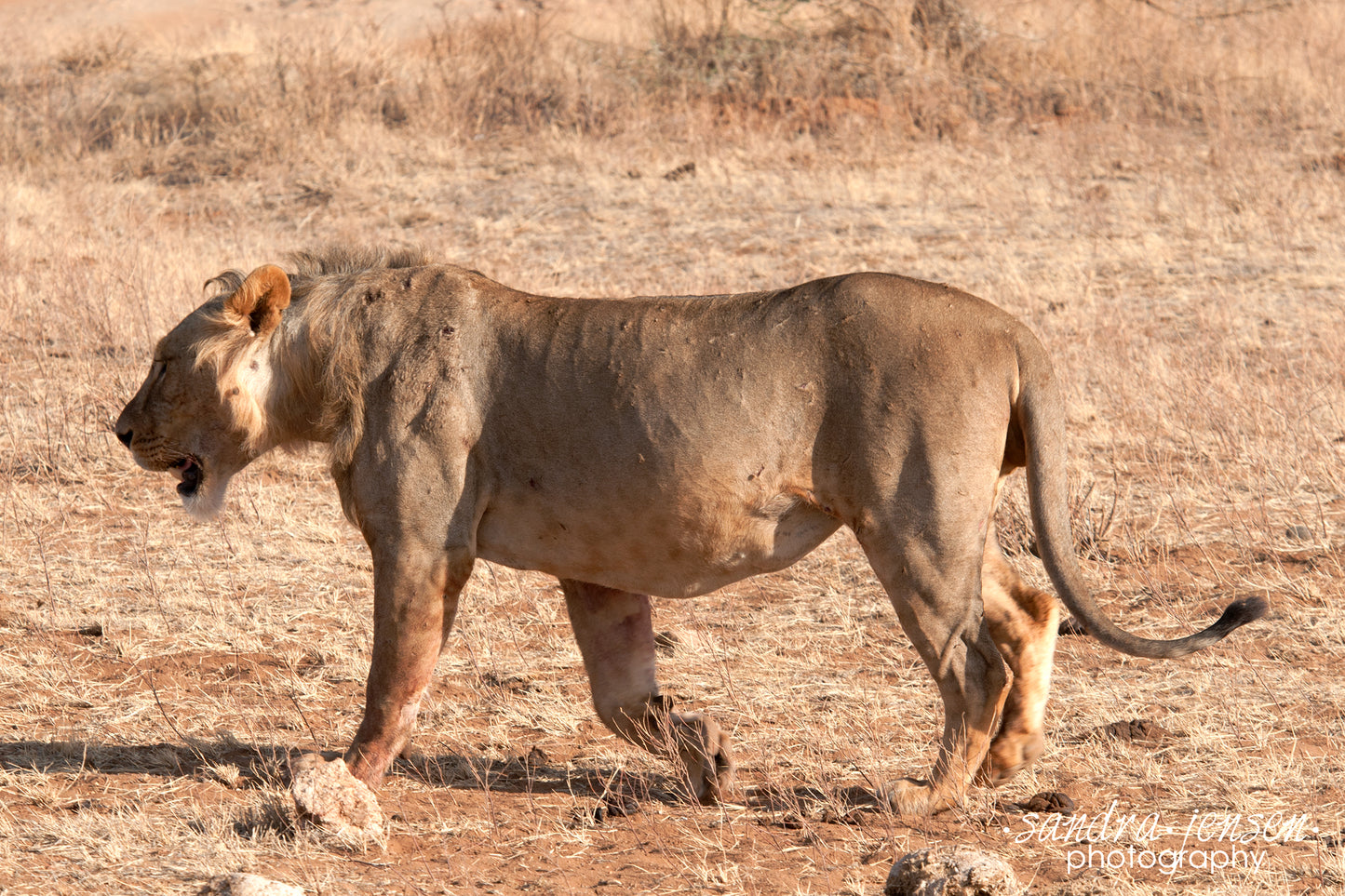 Print - African Lion 2