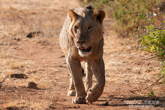 Print - African Lion 3