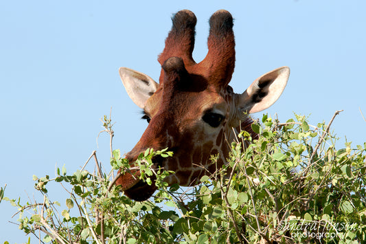 Print - African Giraffe 2