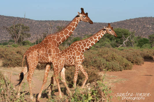 Print - African Giraffes 4