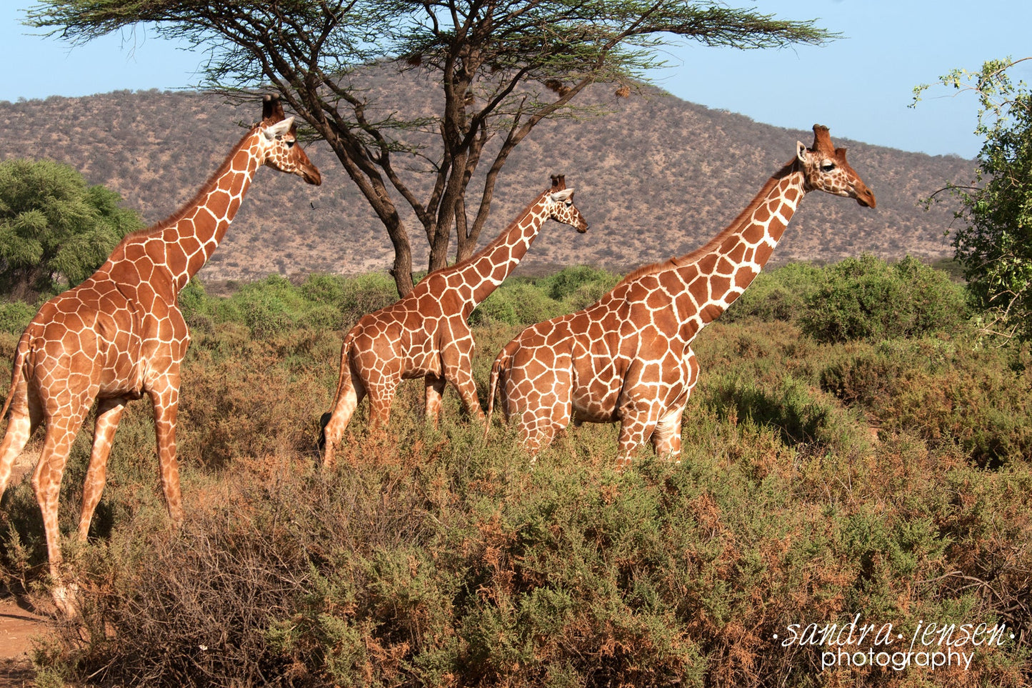 Print - African Giraffes 3