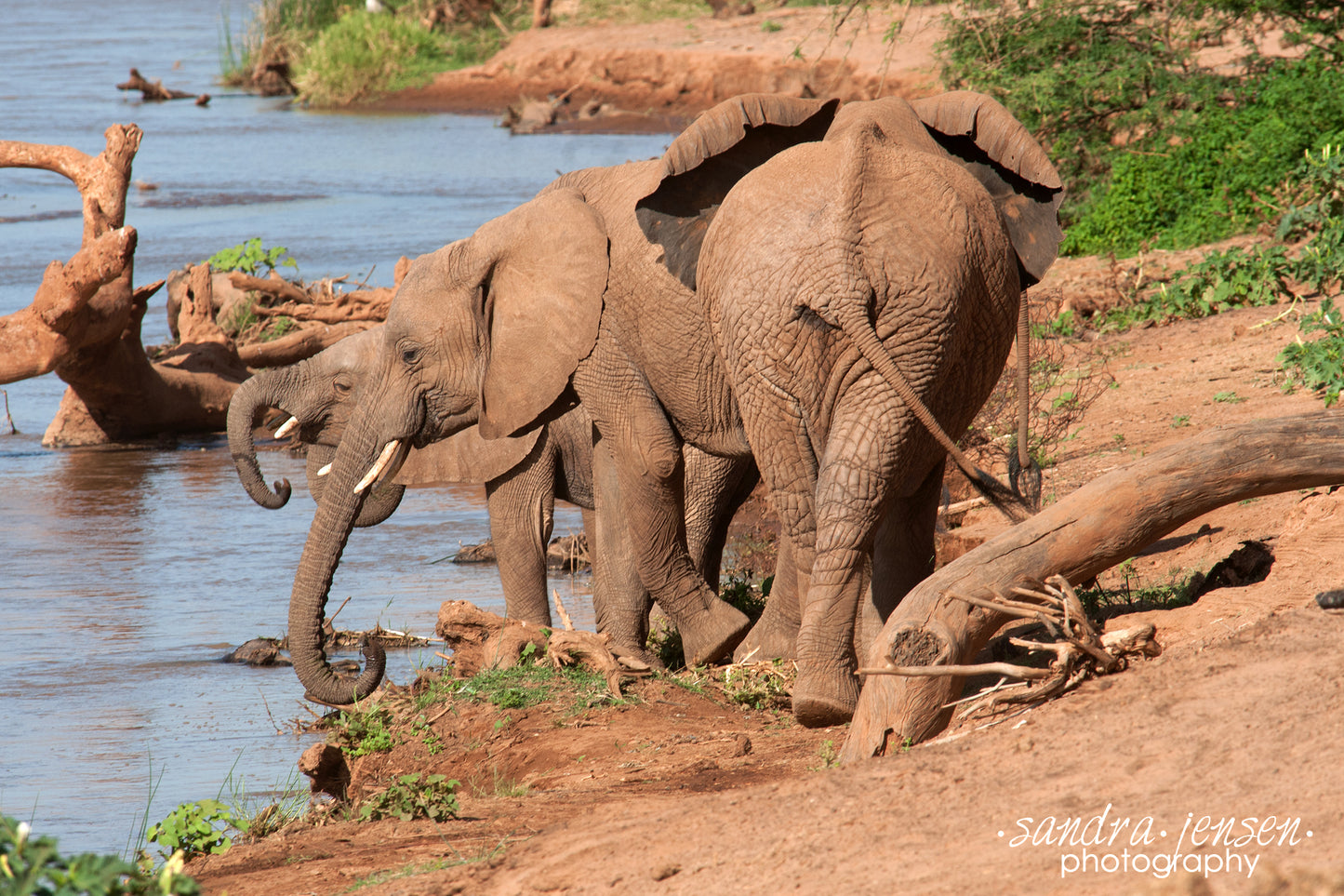 Print - African Elephants