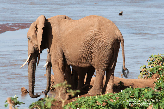 Print - African Elephant Mom and Calf Drinking in the River