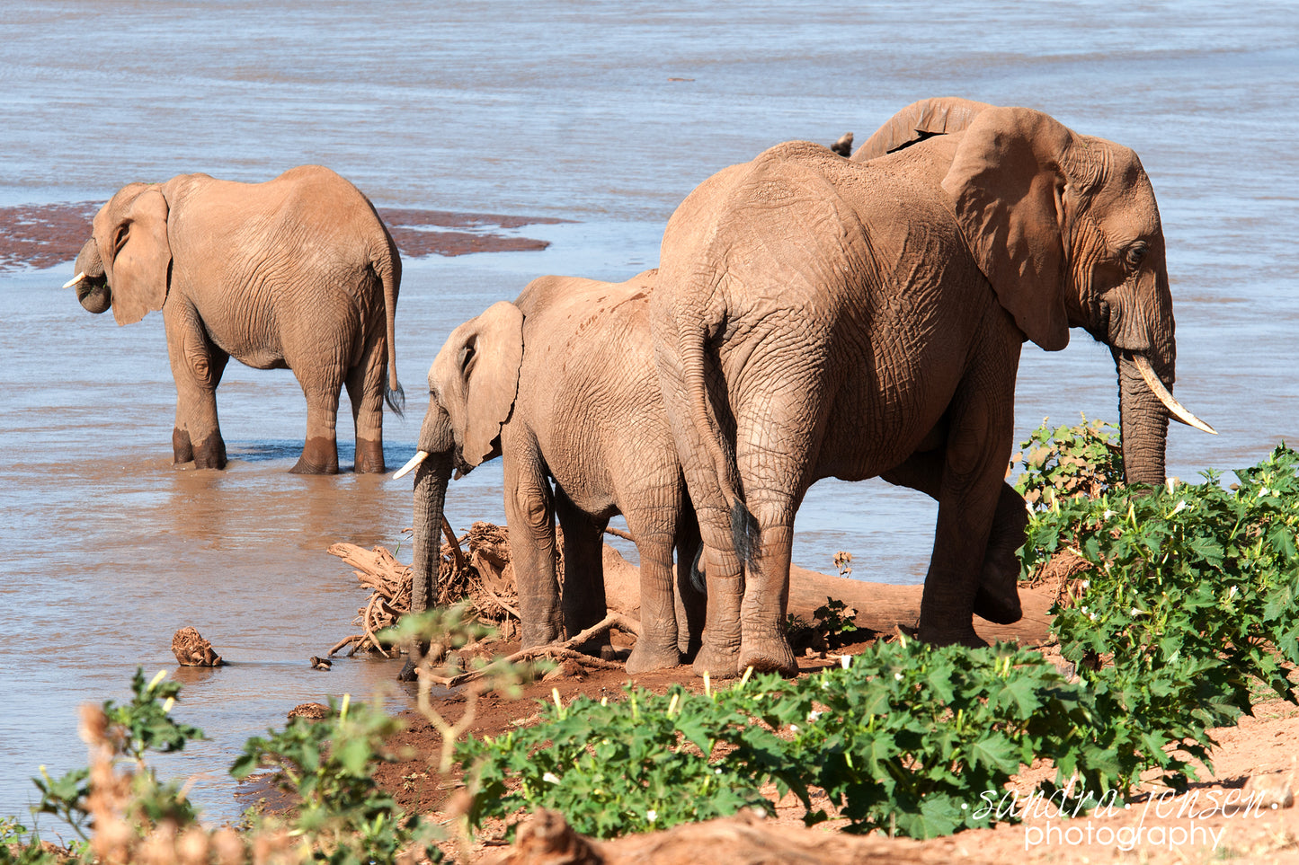 Print - African Elephants at the edge of the River