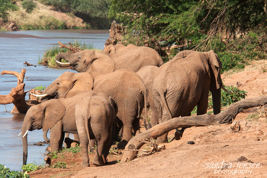 Print - African Elephants at the River