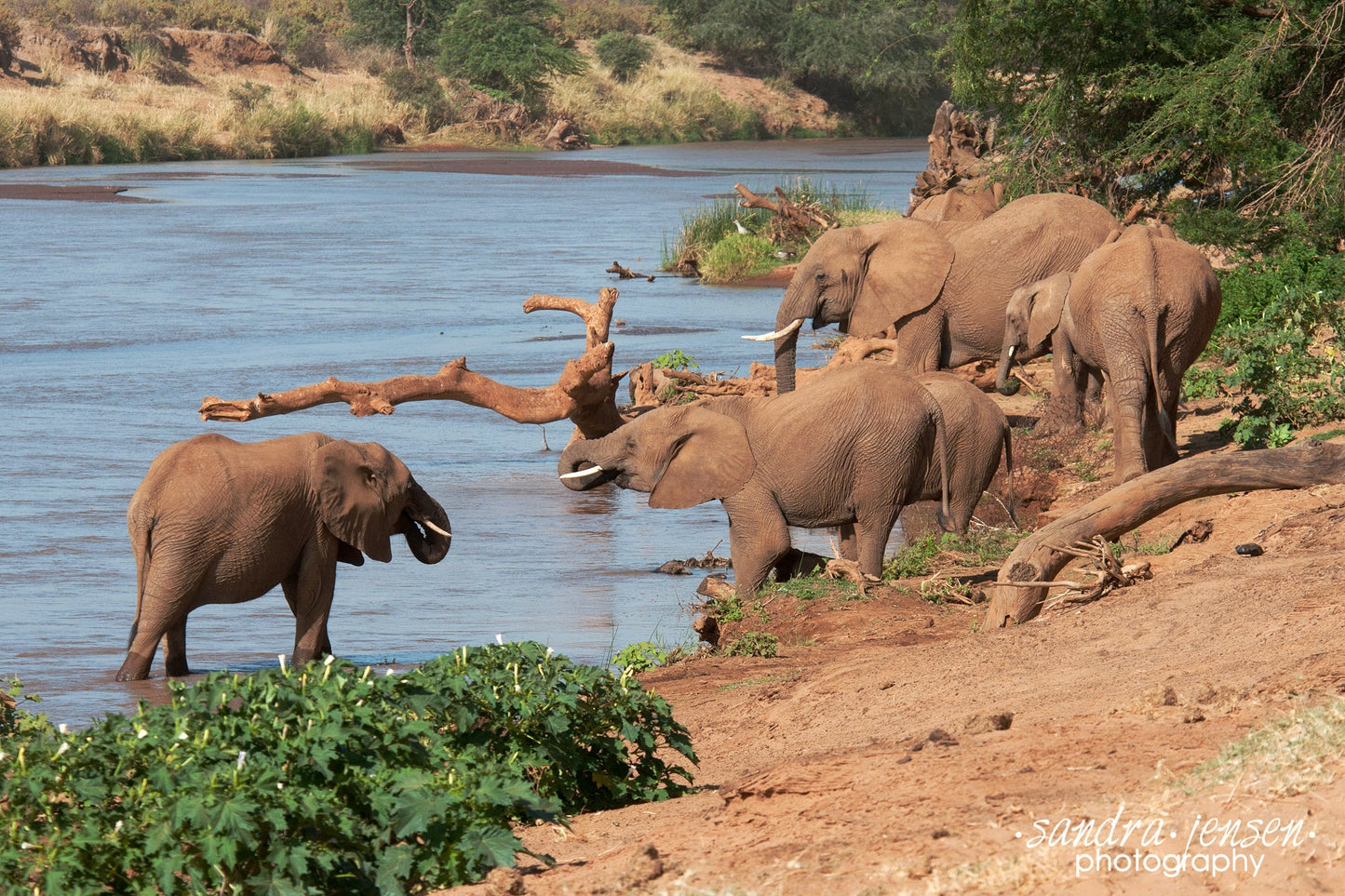 Print - African Elephants at the edge of the River
