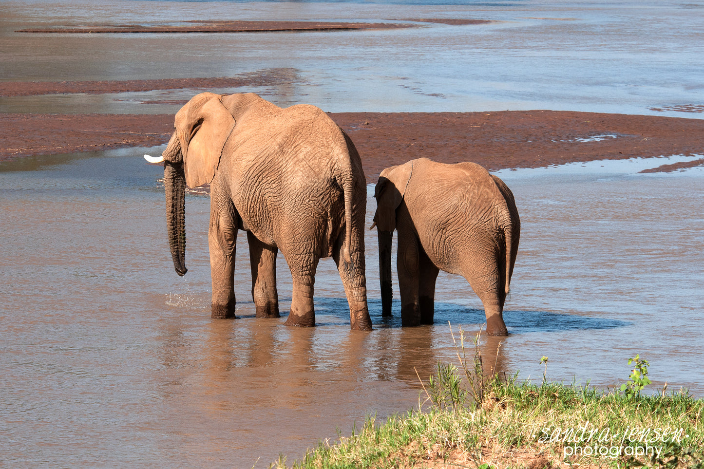 Print - African Elephant Mom and Calf In the River