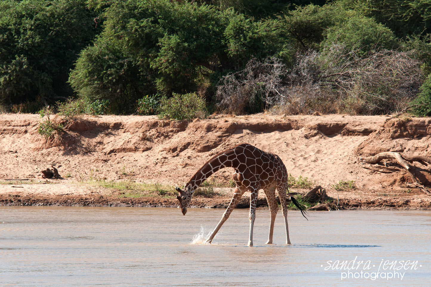 Print - African Giraffe in the River