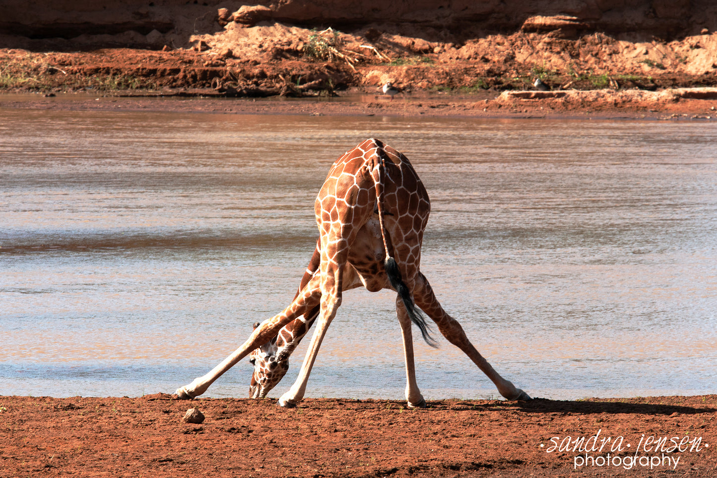 Print - African Giraffe drinking in the River