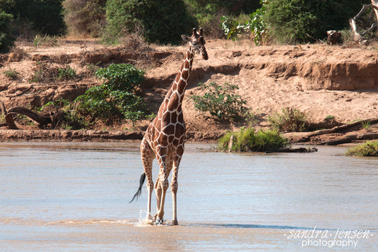 Print - African Giraffe in the River