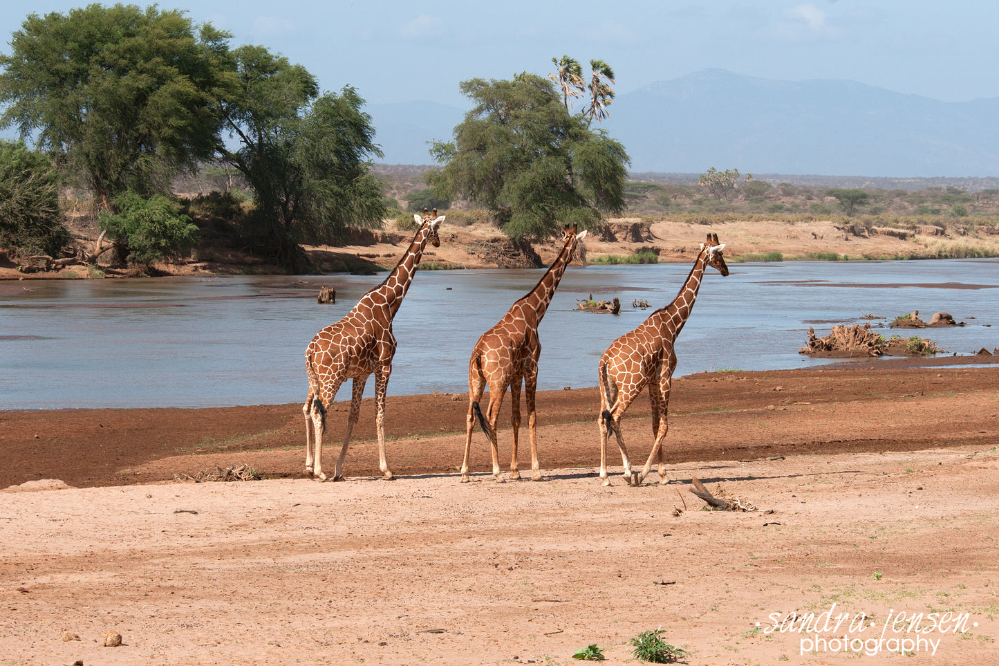 Print - African Giraffes walking along the River
