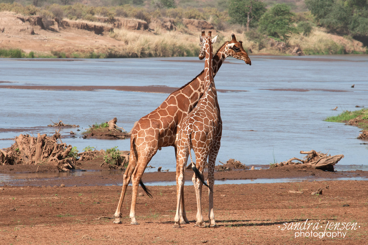 Print - African Giraffes along the River