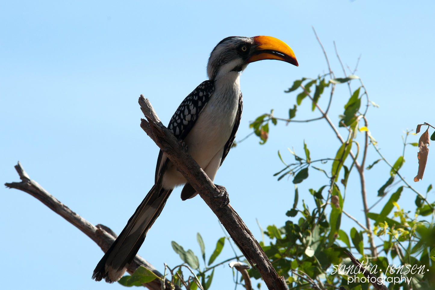 Print - African Eastern Yellow-billed Hornbill