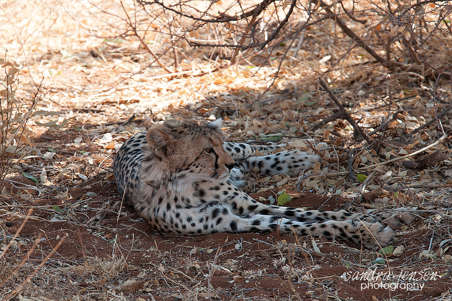 Print - African Cheetah Cub relaxing