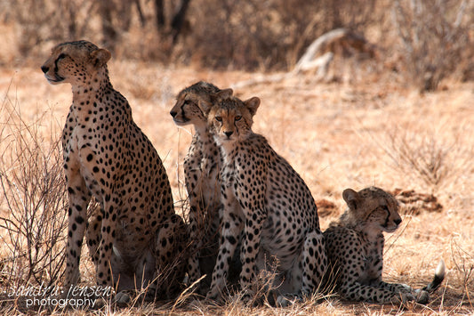 Print - African Cheetah Family