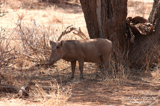 Print - African Warthog