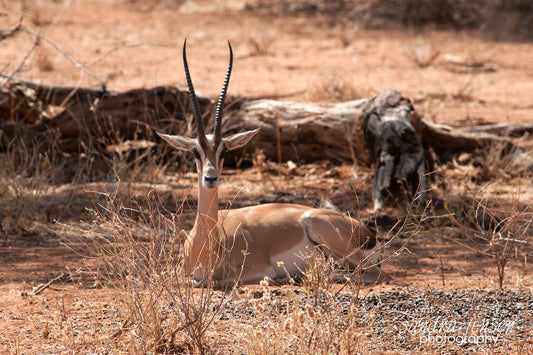 Print - African Grants Gazelle