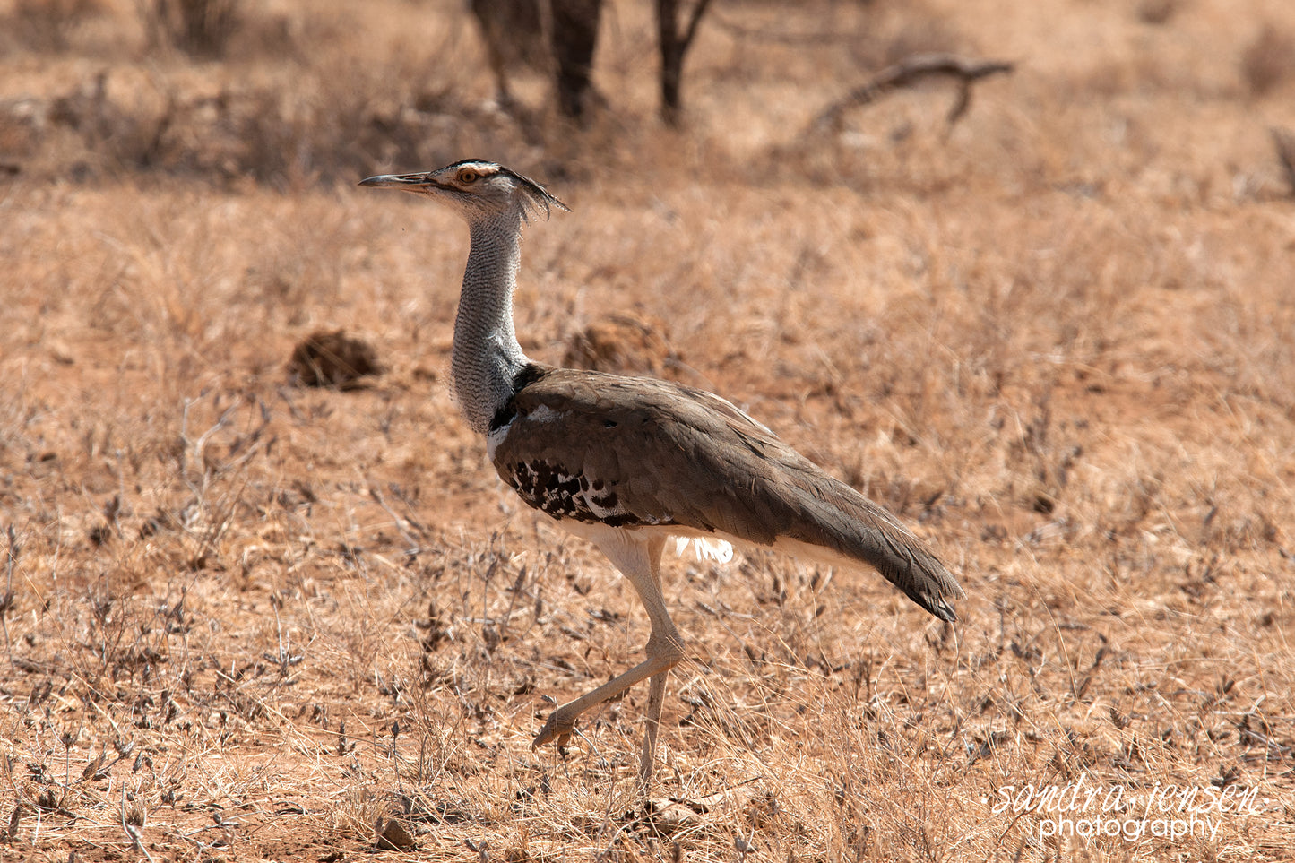Print - African Kori Bustard
