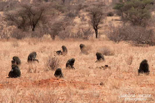Print - African Olive Baboons