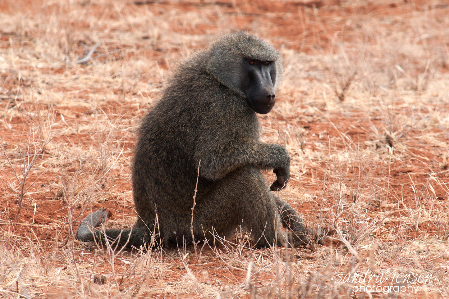 Print - African Olive Baboon
