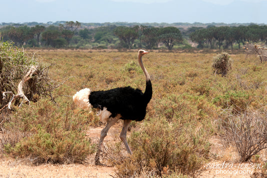 Print - African Male Common Ostrich