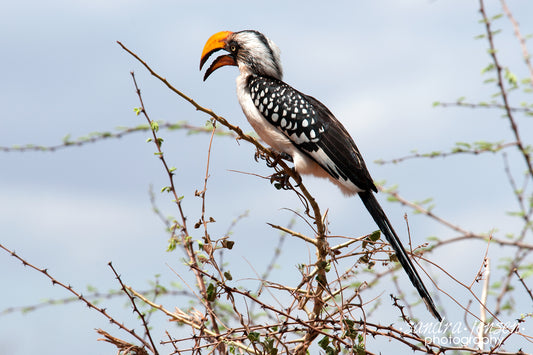 Print - African Eastern Yellow-billed Hornbill 2