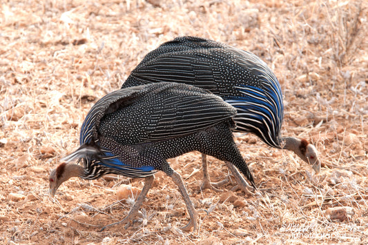 Print - African Vulturine Guineafowl