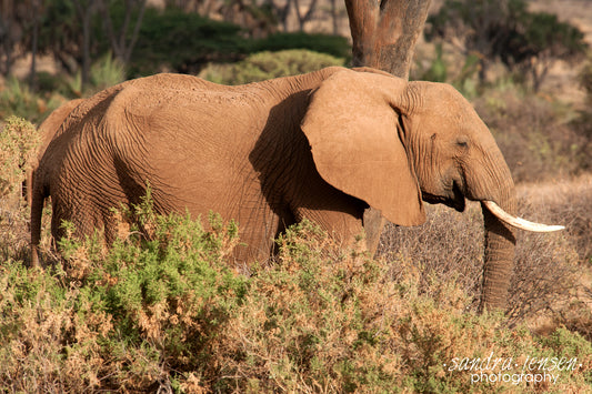Print - African Elephant 2