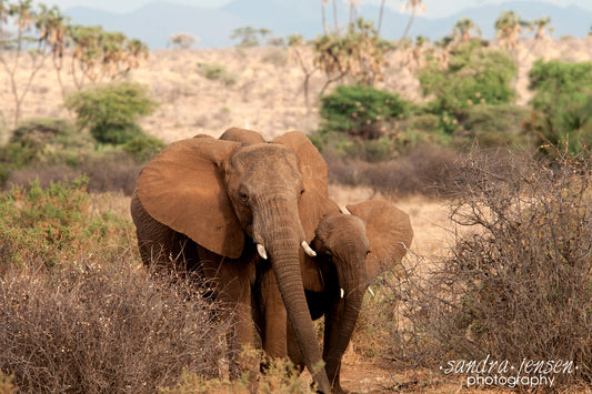 Print - African Elephant and her Calf