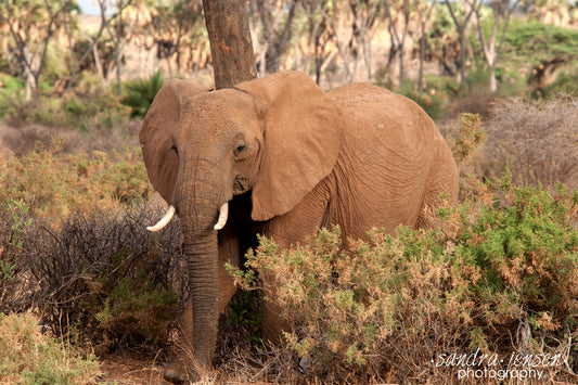 Print - African Elephant