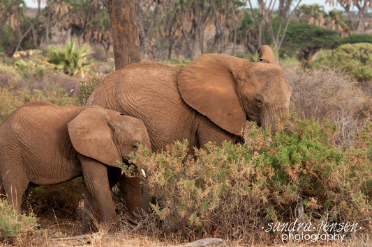 Print - African Elephant and her Calf 2