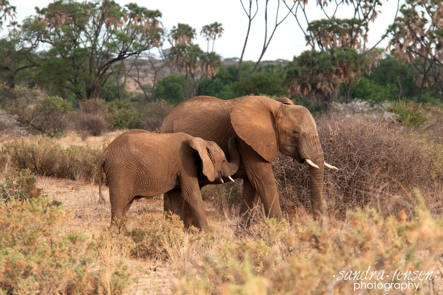 Print - African Elephant and her Calf 5