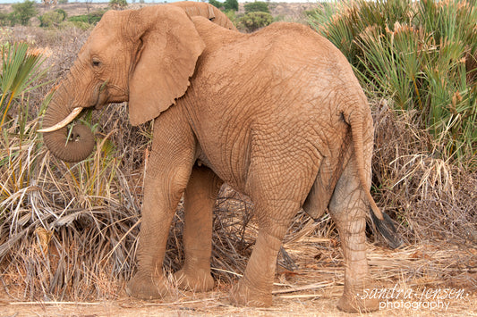 Print - African Elephant Calf