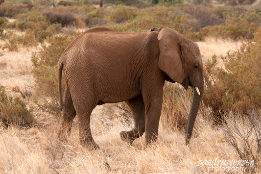 Print - African Elephant Calf 2