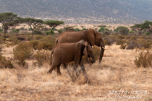 Print - African Elephant and her Calf 4
