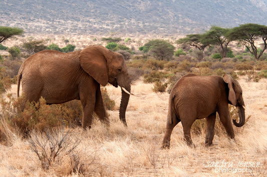 Print - African Elephant and her Calf 3