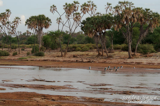 Print - Africa - Kenyan Marabou Storks in the Ewaso Ng'iro River - Samburu National Reserve