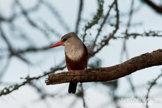 Print - African Grey-headed King Fisher