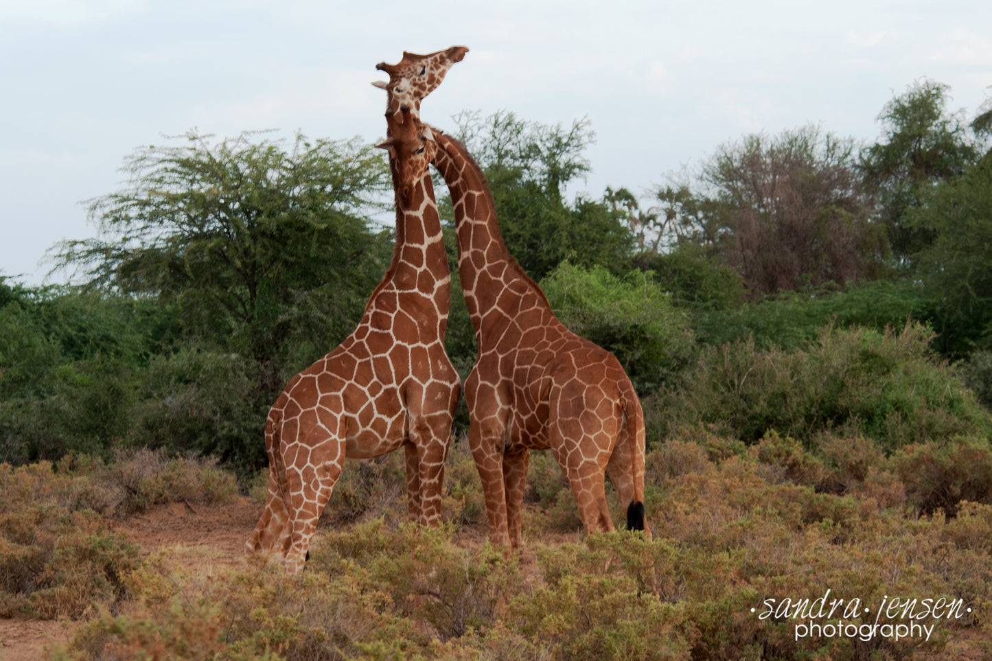 Print - African Giraffes