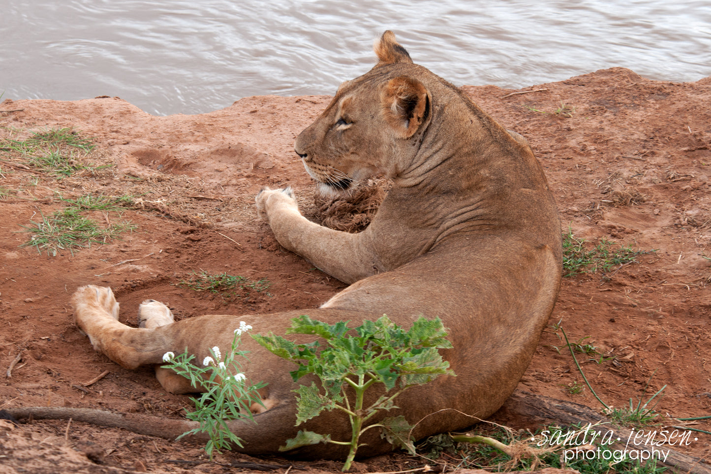 Print - African Lion resting by the River