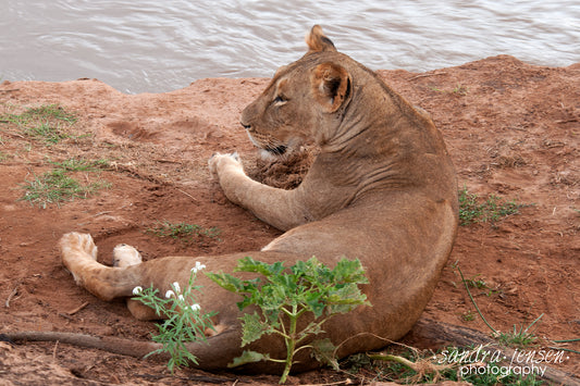 Print - African Lion resting by the River